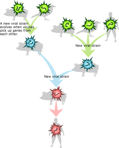 Illustration shows evolutionary history of a virus infecting pigs and moving into humans. New viral strains evolve when viruses pick up genes from each other. 