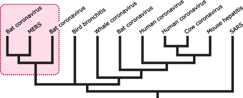 Phylogeny which highlights close relationship between Bat coronavirus, MERS, and another bat coronavirus.