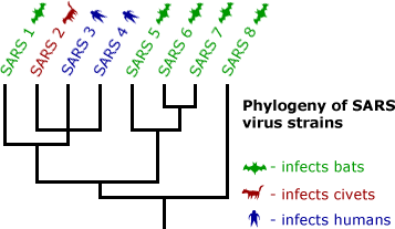 Phylogeny of SARS virus strains. SARS 2 infects civets, SARS 3 & 4 infects humans, and SARS 1, 5, 6, 7, & 8 infects bats.