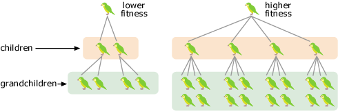 Illustration of kakapo parents, offspring, and grandchildren. Essentially shows that kakapo parents with higher fitness will produce more offspring and grandchildren.