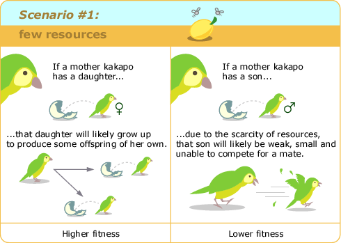 Shows scenario 1. For a mother kakapo with higher fitness that has a daughter, the daughter will likely grow up to produce some offspring of her own. For a mother kakapo with lower fitness that has a son, the son will likely be weak and small due to scarcity of resources and will be unable to compete for a mate.