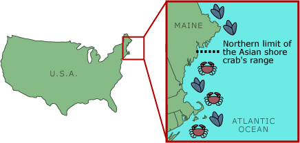 Map of the USA which magnifies the Eastern coast, near Maine. A line horizontally through about half-way up the coast of Maine shows the Northern limit of the Asian shore crab's range.