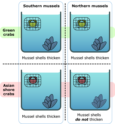Four part illustration. Upper left shows Southern mussels around Green crabs (mussel shells thicken). Upper right shows northern mussels around green crabs (mussel shells thicken). Lower left shows southern mussels around Asian shore crabs (mussel shell thickens). Lower right shows northern mussels around Asian shore crabs (mussel shells do not thicken).