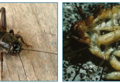 On the left is a typical field cricket like those on Kauai, and on the right are the parasitic maggots of Ormia ochracea inside such a cricket