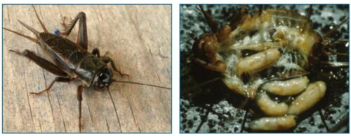 On the left is a typical field cricket like those on Kauai, and on the right are the parasitic maggots of Ormia ochracea inside such a cricket