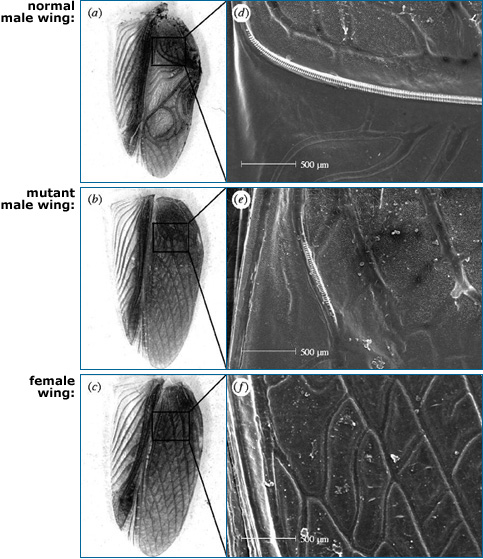 Undersides of the right forewings from normal male, mutant male, and female crickets. The corresponding SEM micrographs show the part of the wings where noise is generated.