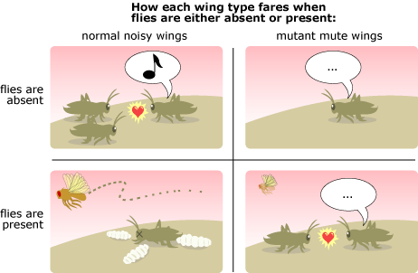 An illustration showing how different cricket wing types fare in the presence or absence of flies. Top left, normal nosy wings in the absence of flies cause the cricket to attract mates. In the top right, mutant wings in the absence of flies do not attract mates. In the bottom left, normal noisy wings in the presence of flies cause the cricket to die/be eaten by maggots. The bottom right shows mutant wing crickets in the presence of flies attracting mates.
