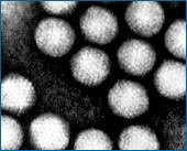 Adenovirus micrograph.