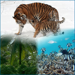 Clockwise, a Siberian tiger, a coral reef, and a rainforest.