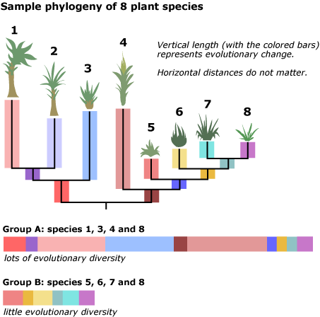 Sample phylogeny of 8 plant species. Longer vertical length represents more evolutionary diversity, as well as species branched further apart from one another. 