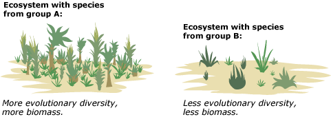 Illustration shows, to the left, an ecosystem with species from group A that has more evolutionary diversity and biomass. To the right is an ecosystem with secies from group B, which displays less evolutionary diversity and biomass. 