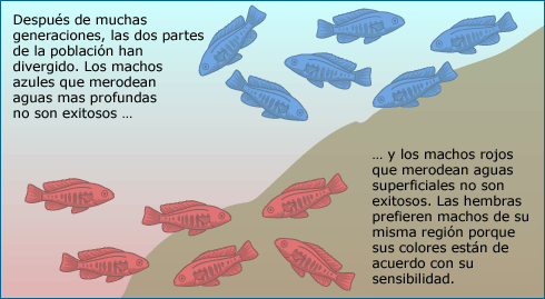 Illustration shows how red and blue populations divereged after multiple generations. Females choose to mate with males in their own region because their colors match the females' color sensitivy. 
