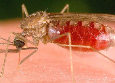 Close-up of a mosquito sucking blood from the skin of a human.