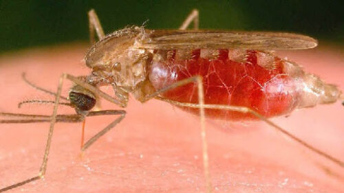 Close-up of a mosquito sucking blood from the skin of a human. 