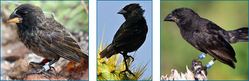 Bird triptych depicting a new immigrant finch (left), a cactus finch (middle), and a ground finch (right)