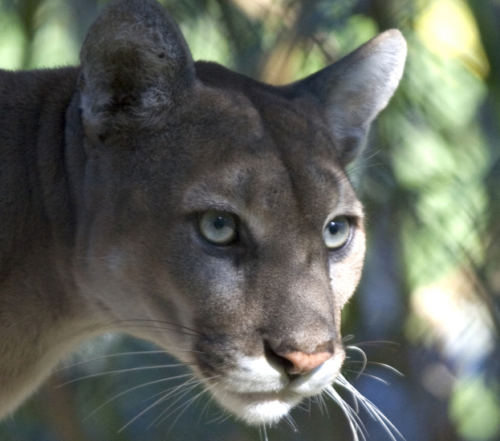 Florida panther.