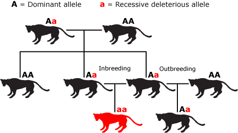 Diagram showing how recessive and dominant alleles are passed down via various matings within the Florida panther populations.