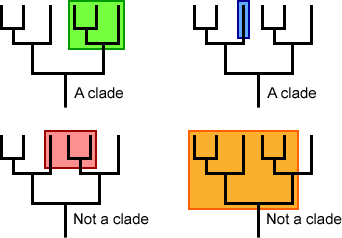 Four evolutionary trees depict the definition of a clade.