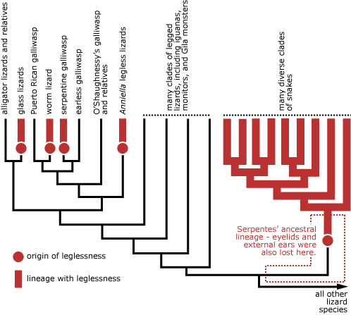 Evolutionary tree of lizard species.