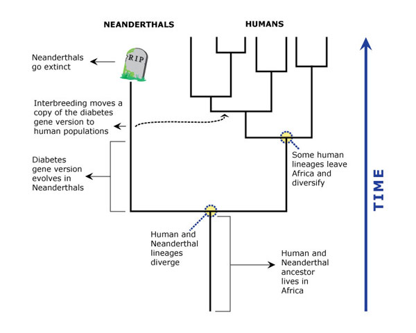 Evolutionary tree depicting divergence of neanderthal and Homo sapiens lineages as well as gene transfer via Neanderthal and human mating. 