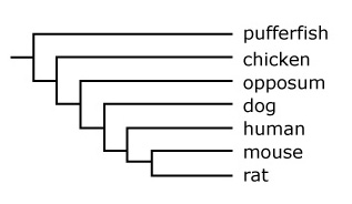 a phylogenetic tree