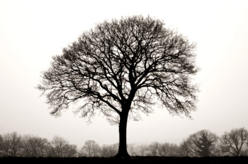The tree of life; black and white photo of a heavily-branched tree.