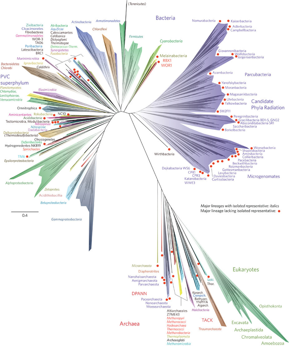 Microbial "tree of life". 