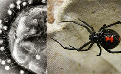 Bacteriophage (left) and a black widow spider (right).