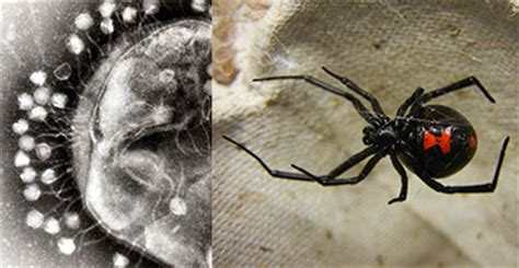 Bacteriophage (left) and a black widow spider (right). 