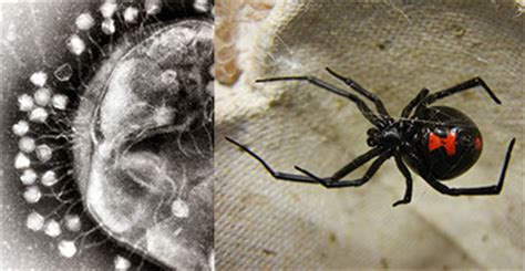 Eight Fun Facts About Black Widows, Science