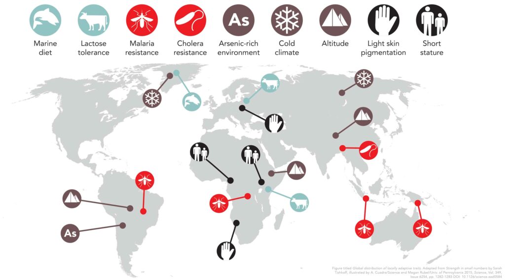 An illustration showing a map of the world with icons that show adaptive traits of humans