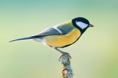 Parus major, a great tit. 