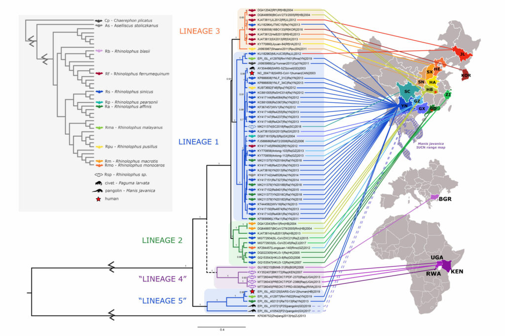 This graphic illustrates the phylogenetic branching tree of SARS-CoV-2 based on research published in February 2021.