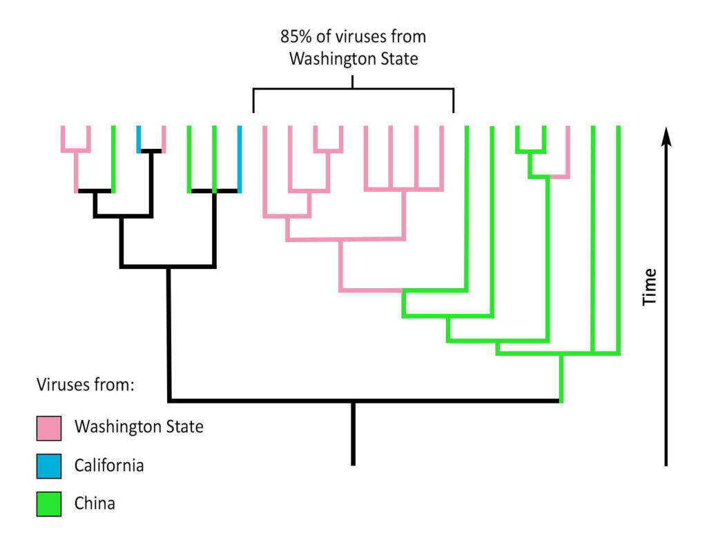 A graphic of brackets that illustrate the evolutionary tree of COVID-19.