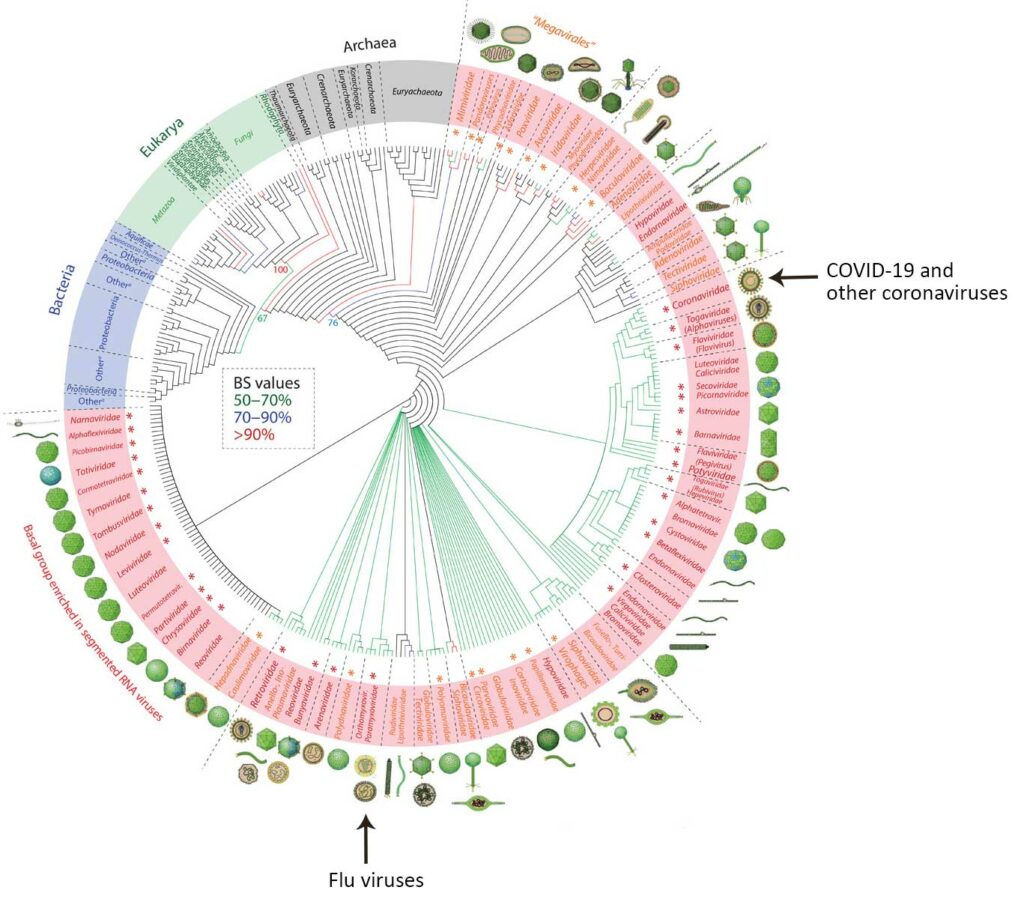 The evolutionary diagram showing relationships among viruses and cellular life.