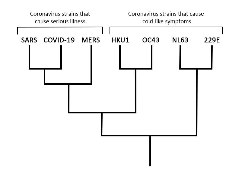This a branching diagram showing the evolutionary history of coronaviruses infecting humans.