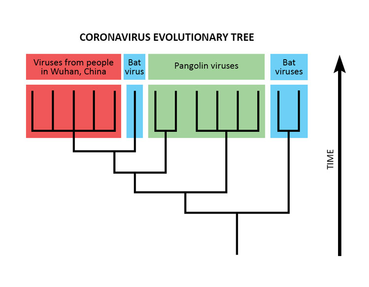 A phylogenetic tree of the coronavirus