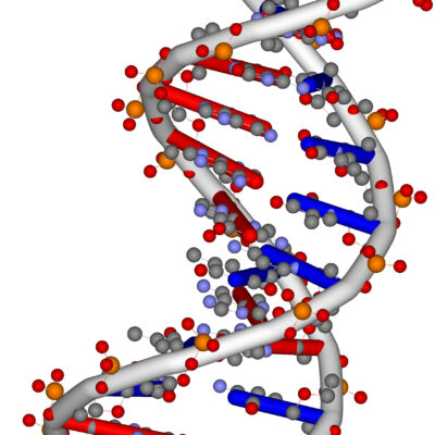 Computer-rendered image of a random DNA helix.