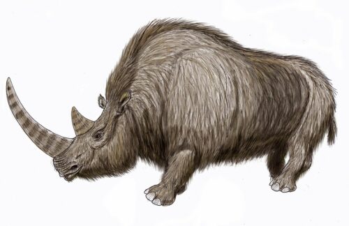 Drawing of the woolly rhinoceros, Coelodonta antiquitatis.