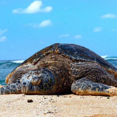 Green Sea Turtle lying on beach (presumably in New Zealand).