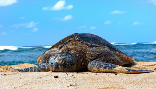 Green Sea Turtle lying on beach (presumably in New Zealand).