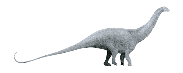 Illustration of Brontosaurus by Tom Parker. 