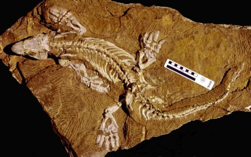The skeleton of Orobates pabsti. 
