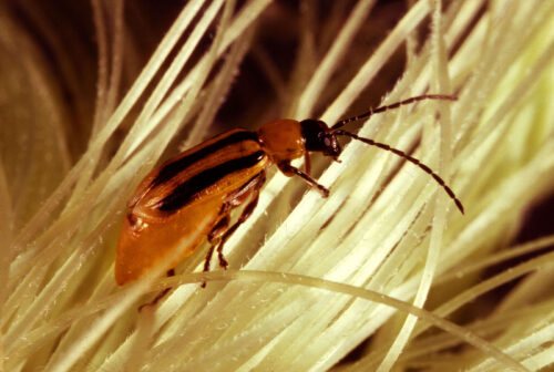 Western Corn Rootworm searching for pollen on corn silk. 