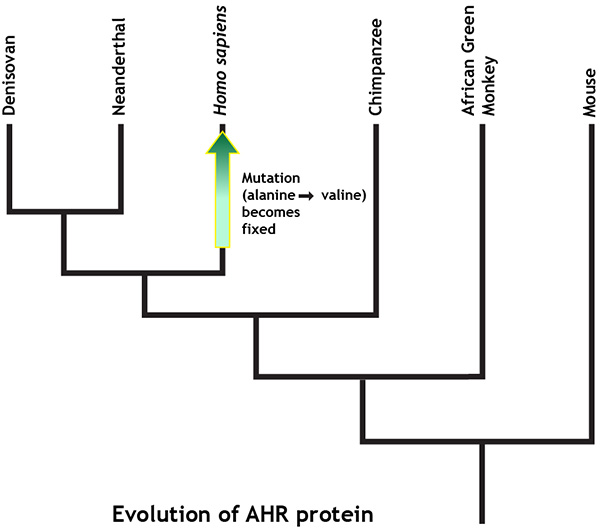 Tree showing evolution of AHR protein and fixation of alanine to valine mutation in Homo sapiens. 