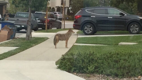 Coyote standing on sidewalk in urban area.