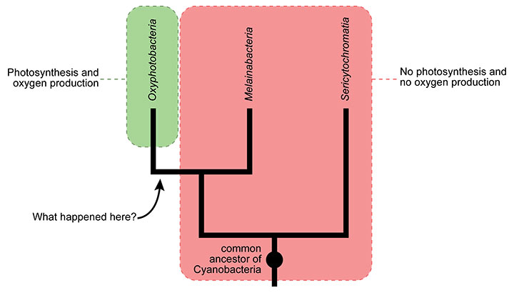 A common ancestral pathway for cyanobacteria.