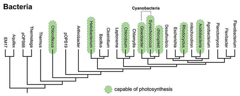 Cyanobacteria tree detailing horizontal transfer. 