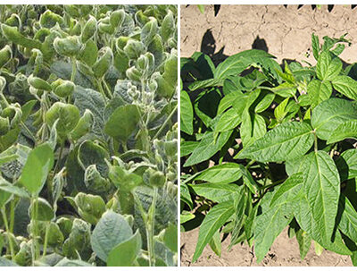 Photo on the left shows a soy plant damaged by decamba. Photo on the right shows a healthy plant.