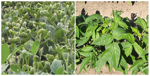 Photo on the left shows a soy plant damaged by decamba. Photo on the right shows a healthy plant. 